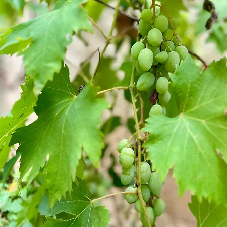 Apartman La Cachette Albigeoise, Plein Centre, Parking Gratuit Securise *