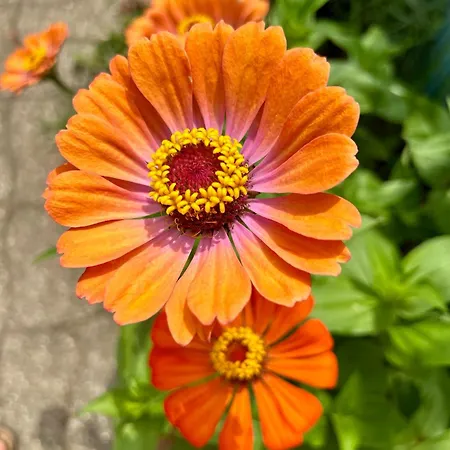 Apartman La Cachette Albigeoise, Plein Centre, Parking Gratuit Securise *