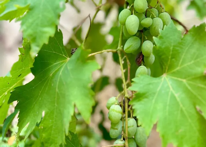 Apartament La Cachette Albigeoise, Plein Centre, Parking Gratuit Securise *